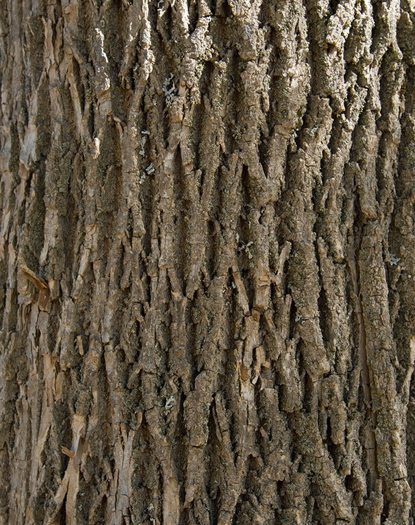 3 Green Ash Tree 12-24″ Fraxinus pennsylvanica Bare Root