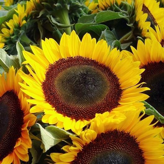 Sunflower SUNNY Mix Landscaper’s Pack Bulk Non-GMO Hummingbirds 250 Seeds!