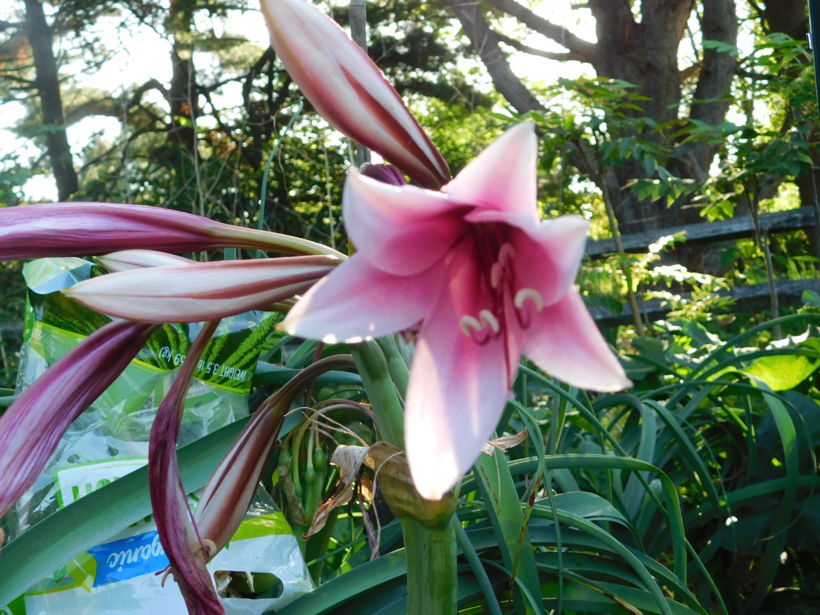 22 Oz (500 + )Crinum Bulbispermum Seeds, Cold Hardy, Orange river lily, Fresh