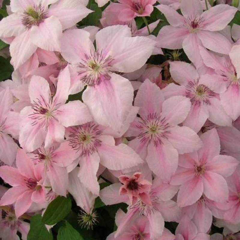 25 Clematis Seeds Flower Seed Perennial Flowers Vine Climbing “Elodie”