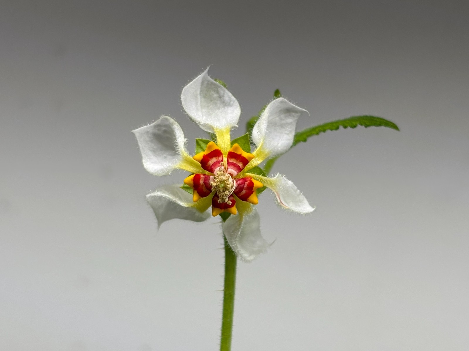 Nasa triphylla Seeds, Ornamental South American Annual Flowering Nettle Plant