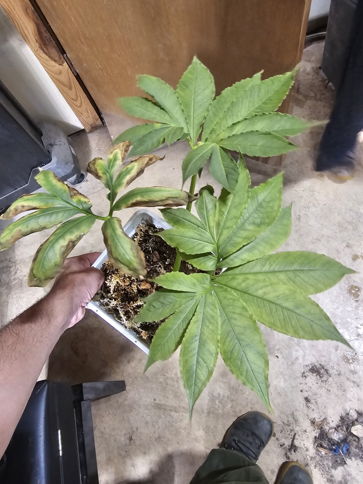 Amorphophallus manta Payakumbuh Pastel Silver form! SUPER RARE Medium 1.0″ bulb!