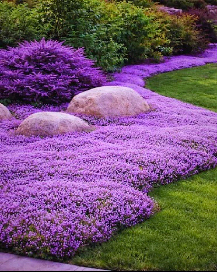 3000 Creeping Thyme Seeds (Thymus Serpyllum) – Groundcover | Non-GMO FRESH SEEDS