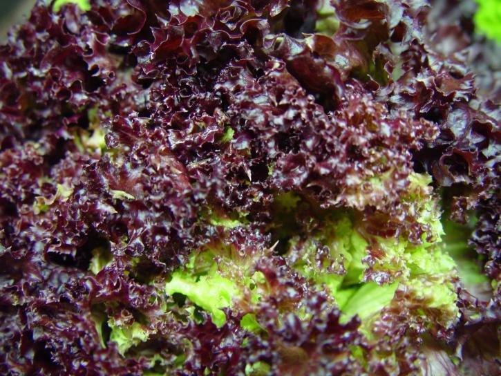 3000 RUBY LEAF LETTUCE Red Loose Leaf Heirloom Lactuca Sativa Vegetable Seeds