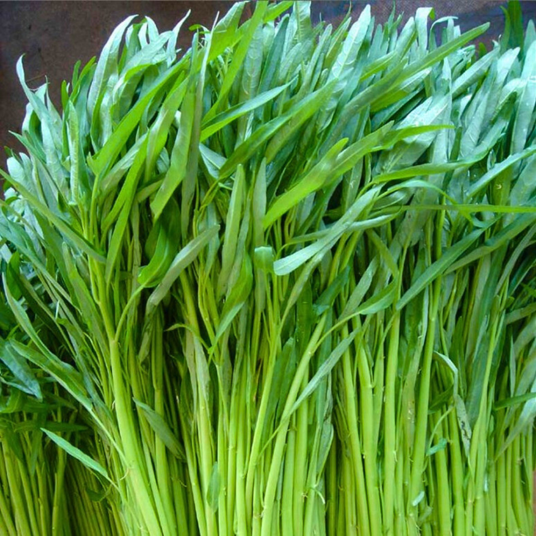 Fresh Water Spinach Seeds | Kangkong | Heirloom Non-GMO | Asian Vegetable Seeds