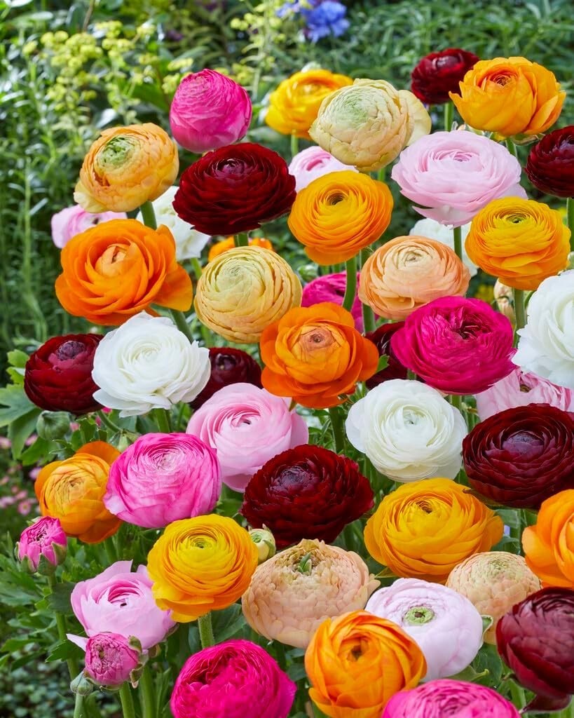 Ranunculus Flower Bulbs 25 Mix Colors Corms Peony Rose Buttercup Spring Flowers