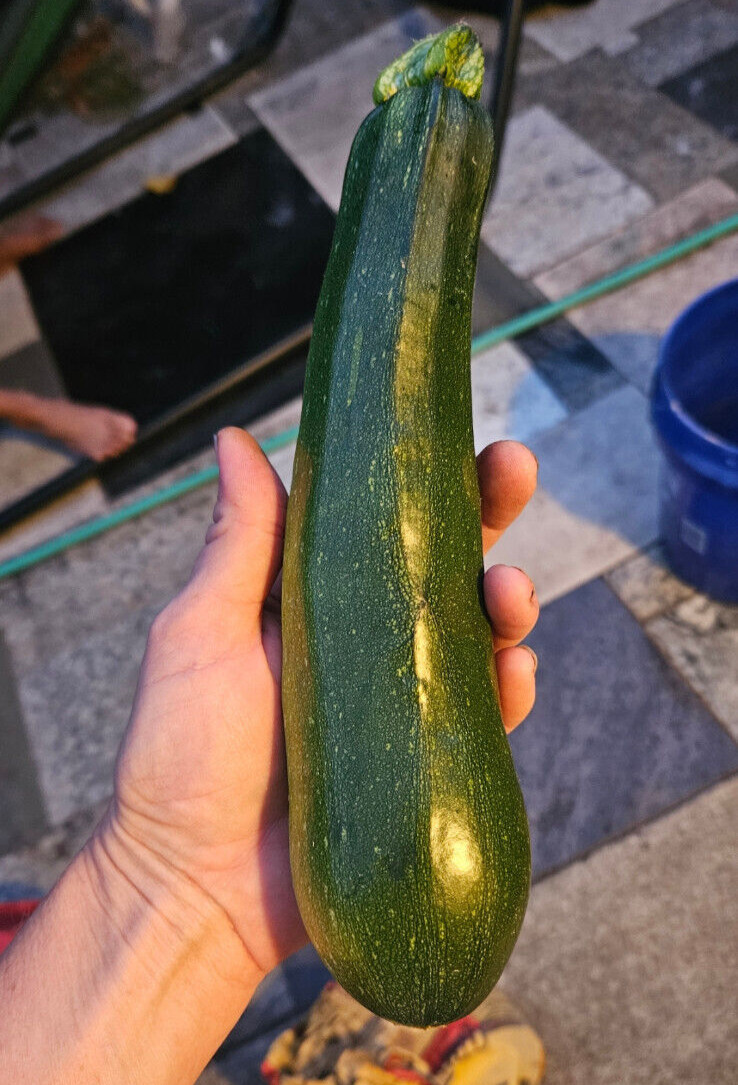 Dark Green Zucchini Seeds (30) / SUMMER SQUASH / ORGANIC / FLORIDA GROWN