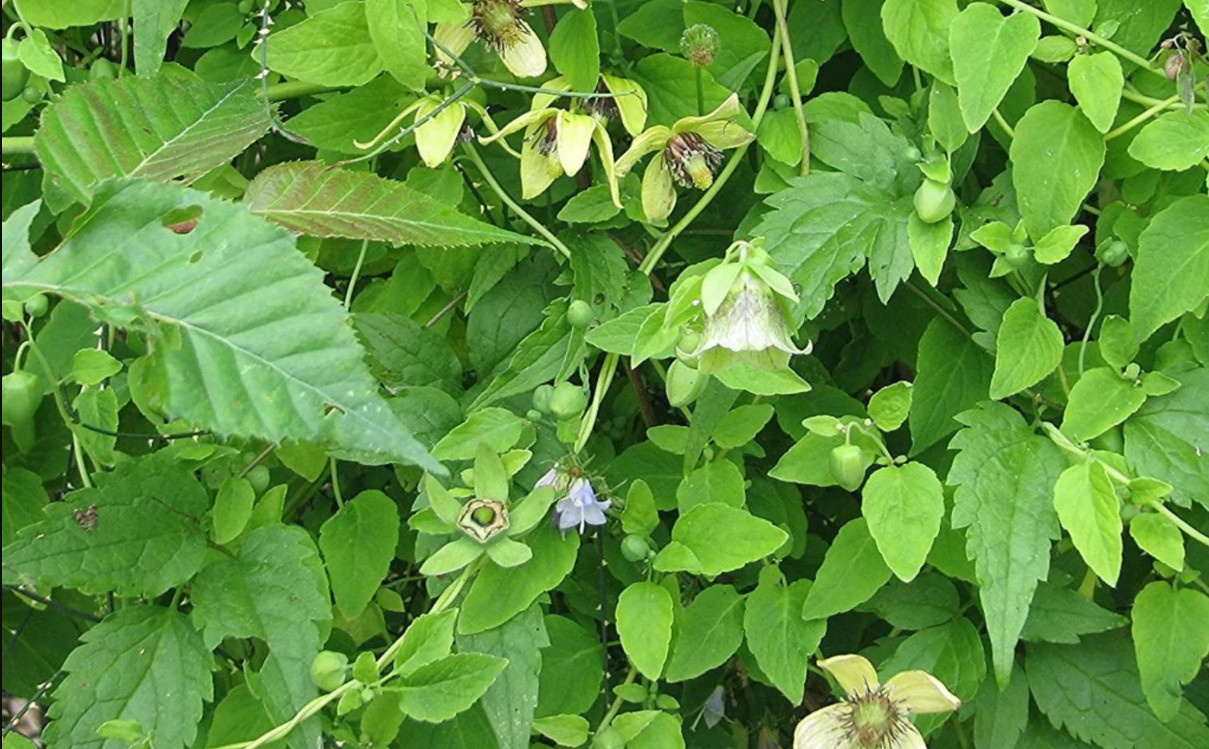 60 seeds| Dang-shen, Codonopsis pilosula Herb seeds #6004