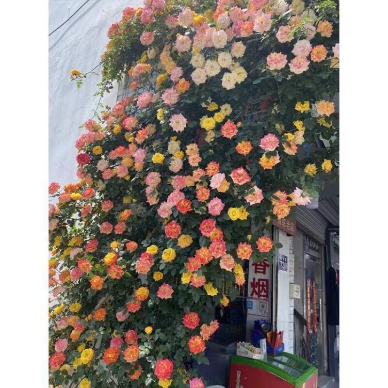 20 SEEDS for Joseph Coat RARE CLIMBER climbing Rose flower exotic USA Seller