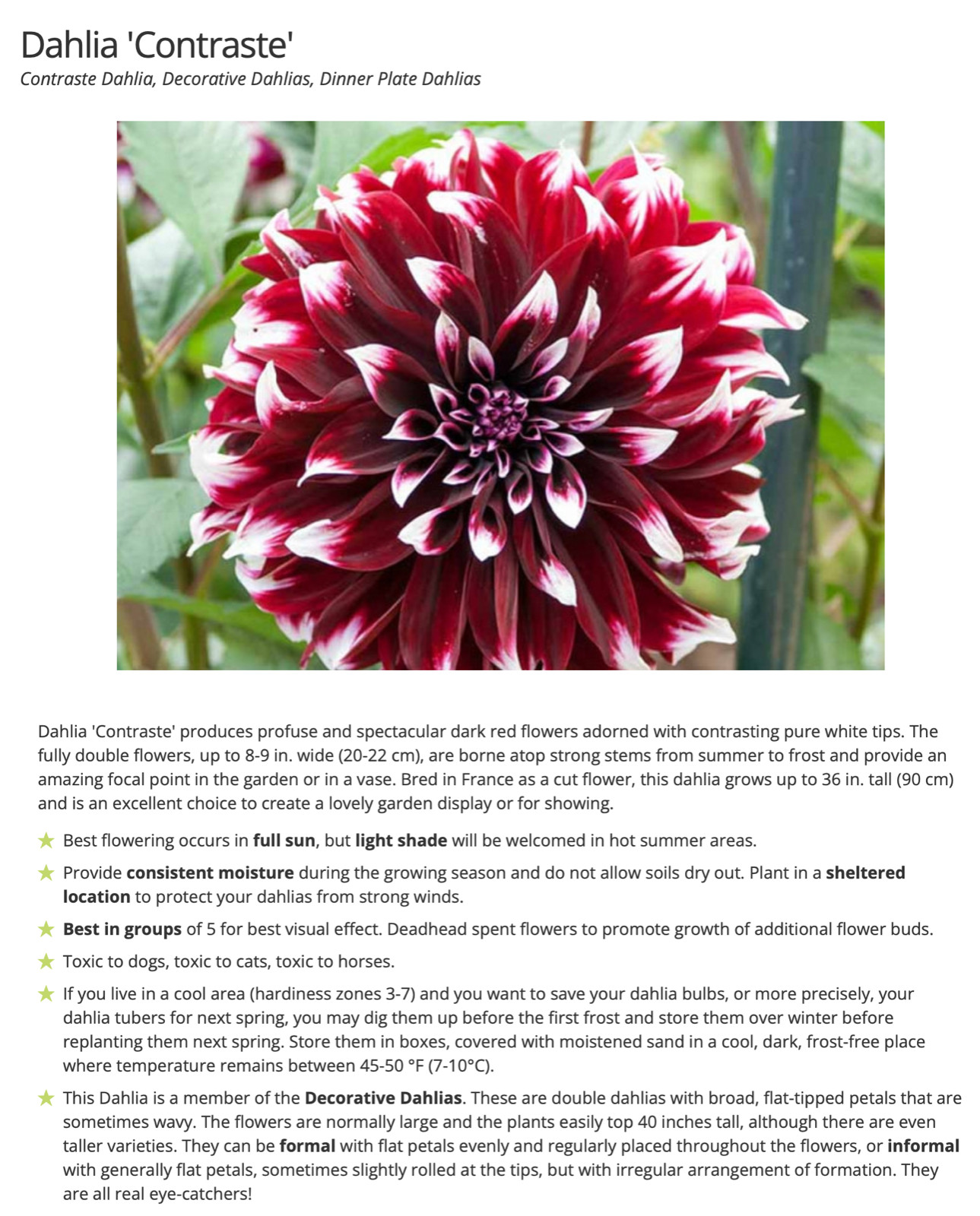 20 SEEDS DAHLIA blossom flowering bud rare bloom exotic garden plant 18 colors