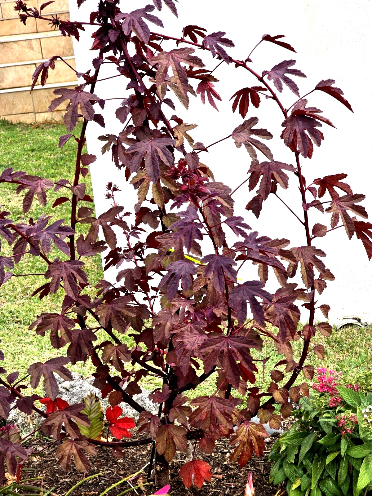 2 Cranberry Maple Leaf Hibiscus PLANTS 红枫叶芙蓉 Bare root dormant EZ Grow Hawaiian