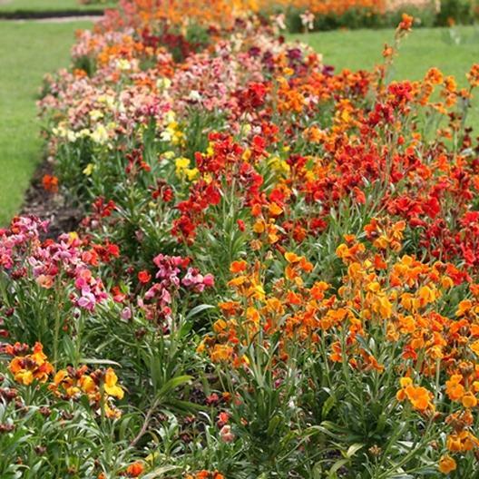 Wallflower ENGLISH Mix Fragrant Bi-Colored Perennial, Biennial Non-GMO 500 Seeds