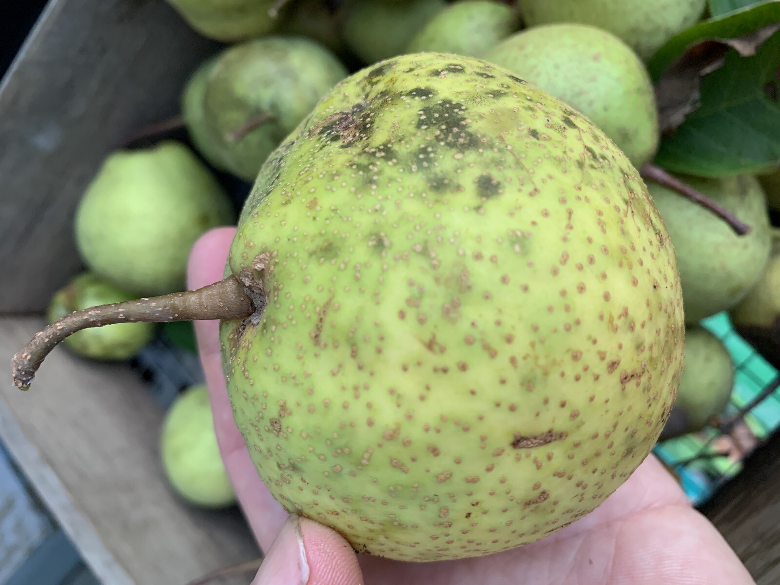 2-3 ft tall Shin Li Asian hybrid pear tree, grafted plant 2 year old