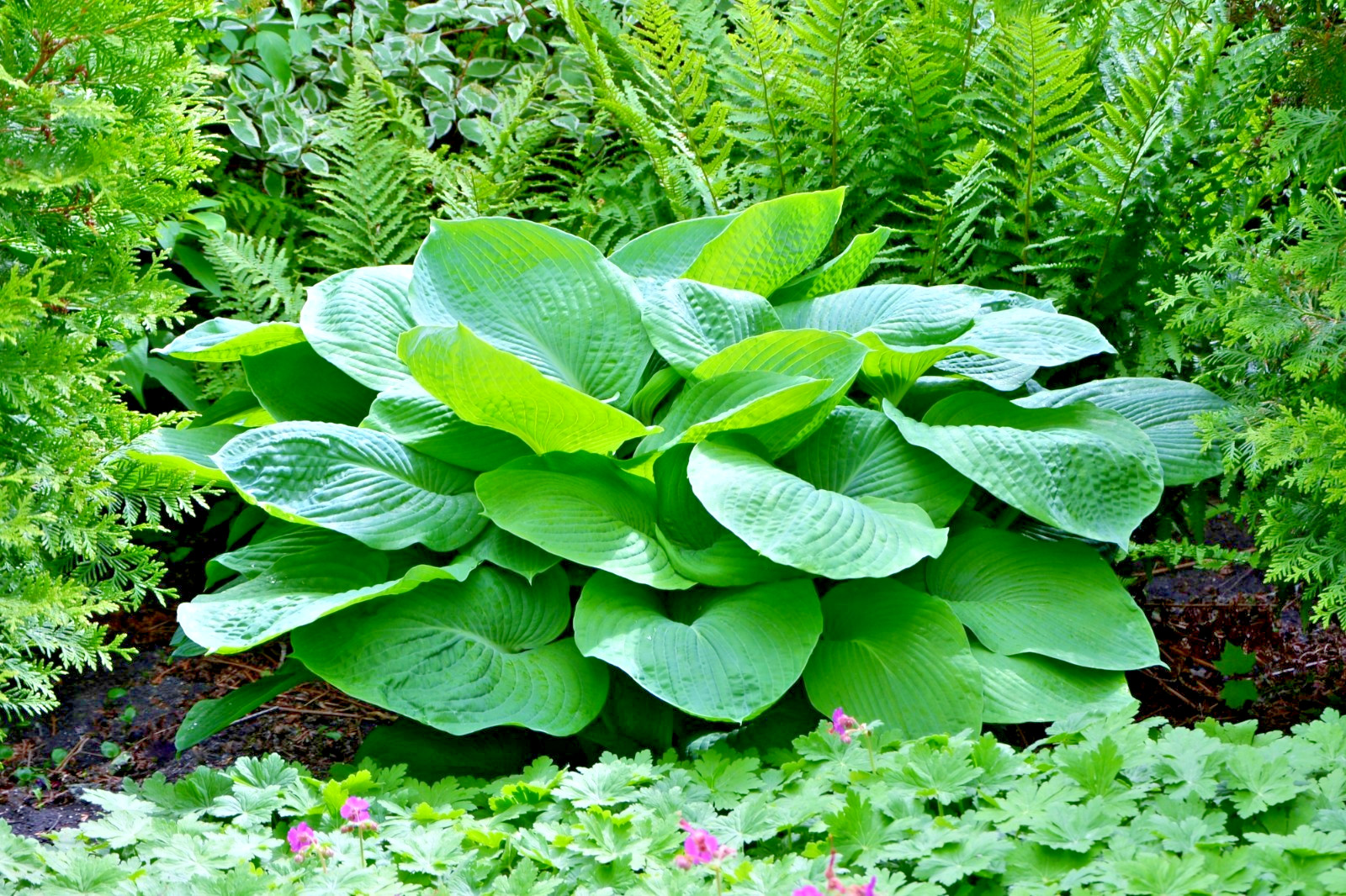Hosta mix 100 seeds large variety, blue, grey, yellow, large, small, variegated