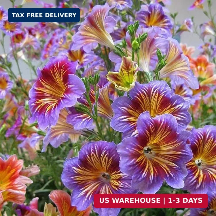 ZEshops 100pcs Rare Chilean Morning Glory Seeds – Mixed Color Blooms for Stunnin