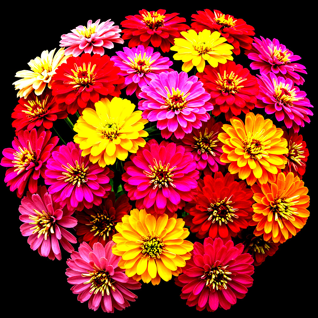 200+ ZINNIA GIANTS SEEDS SPRING MIX HUMMINGBIRDS FLOWERS HEAT TOLERANT BLOOMS US