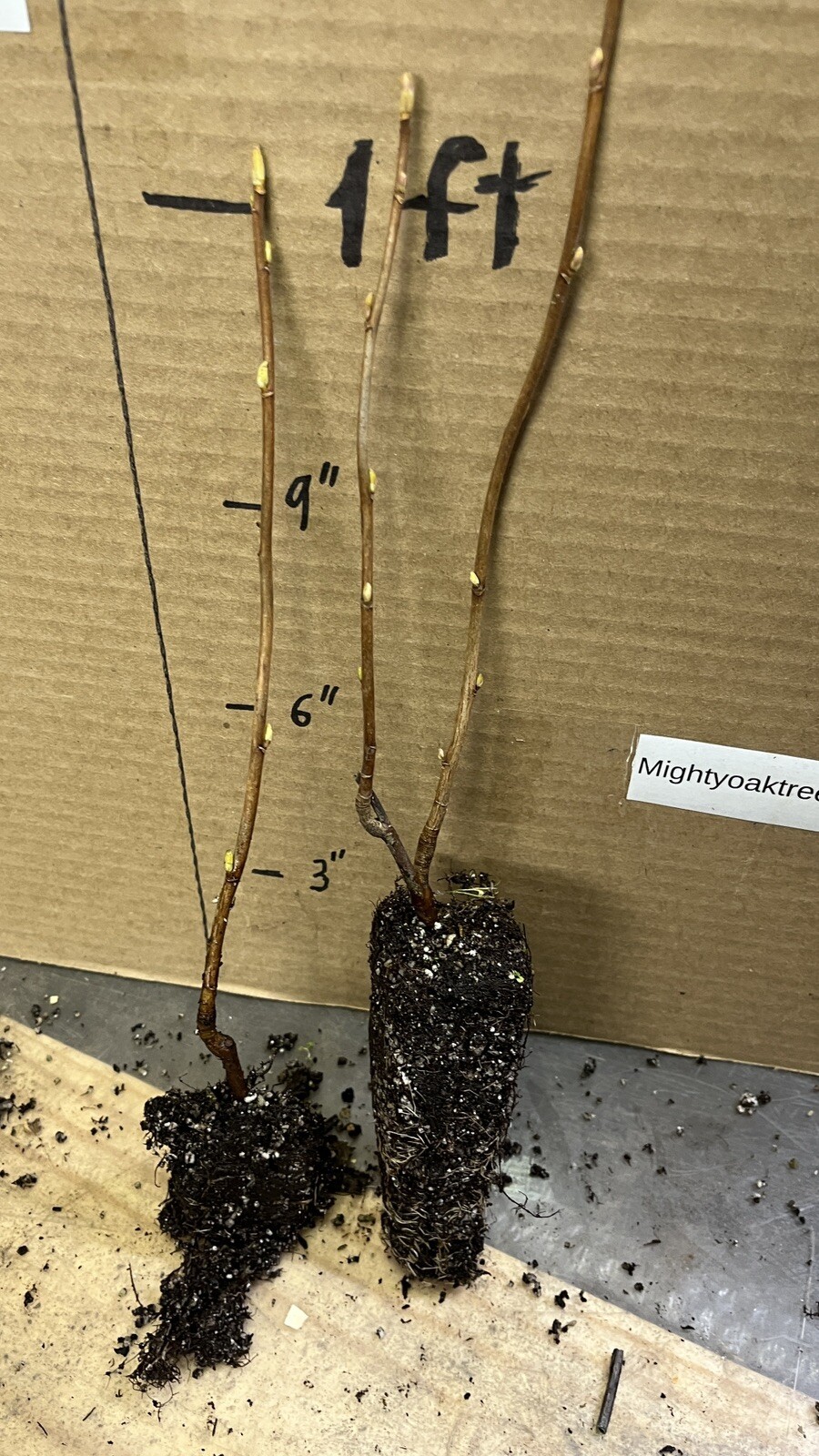 Swedish Black Currant Rooted , 1 rooted plant 8-12″ tall, 1 year old