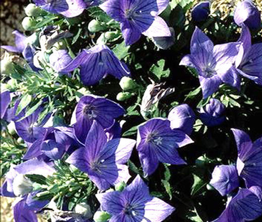 BALLOON FLOWER BLUE Platycodon Grandiflorus – 100 Seeds