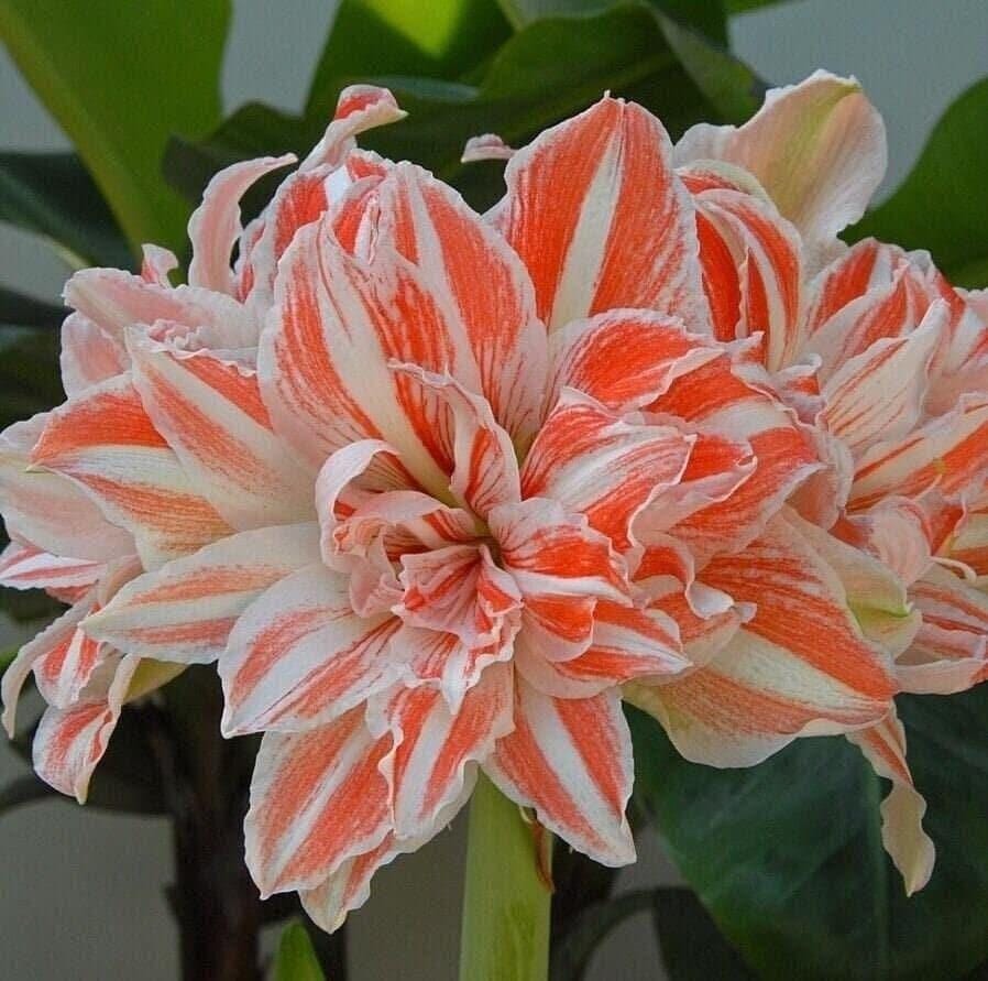 Jumbo Amaryllis DANCING QUEEN 34/36 centimeters – US Seller