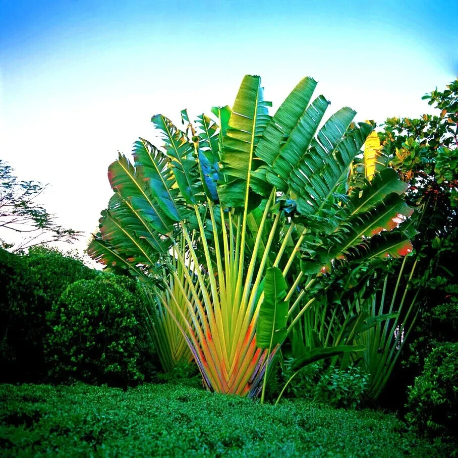 TRAVELERS PALM TREE 5 SEEDS (Ravenala madagascariensis) Bird of Paradise Plant