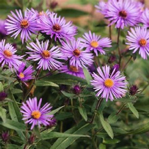 New England Aster Seeds – Symphyotrichum novae-angliae – Heirloom Fall Perennial