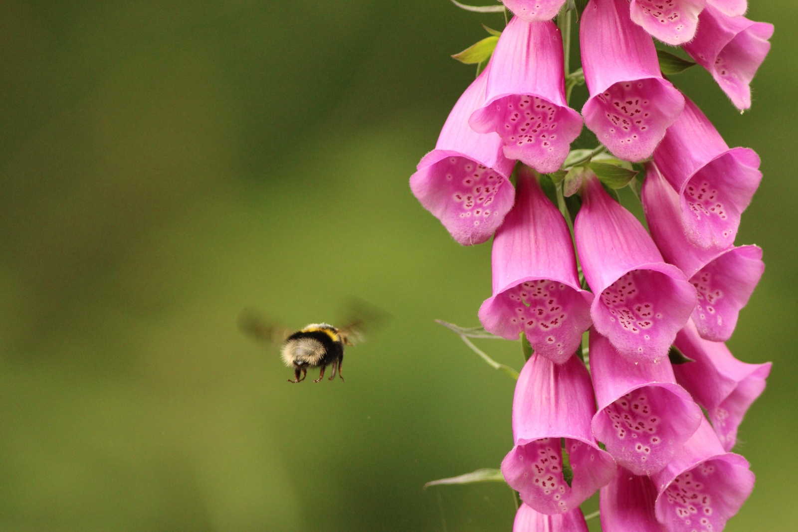 1000 PINK FOXGLOVE Digiitalis Purpurea Flower Seeds