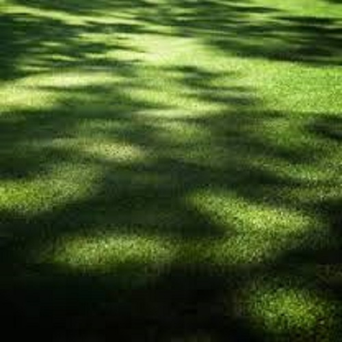 10 LBS SHADY BLEND GRASS SEED KY BLUEGRASS CREEPING FESCUE PERENNIAL RYEGRASS