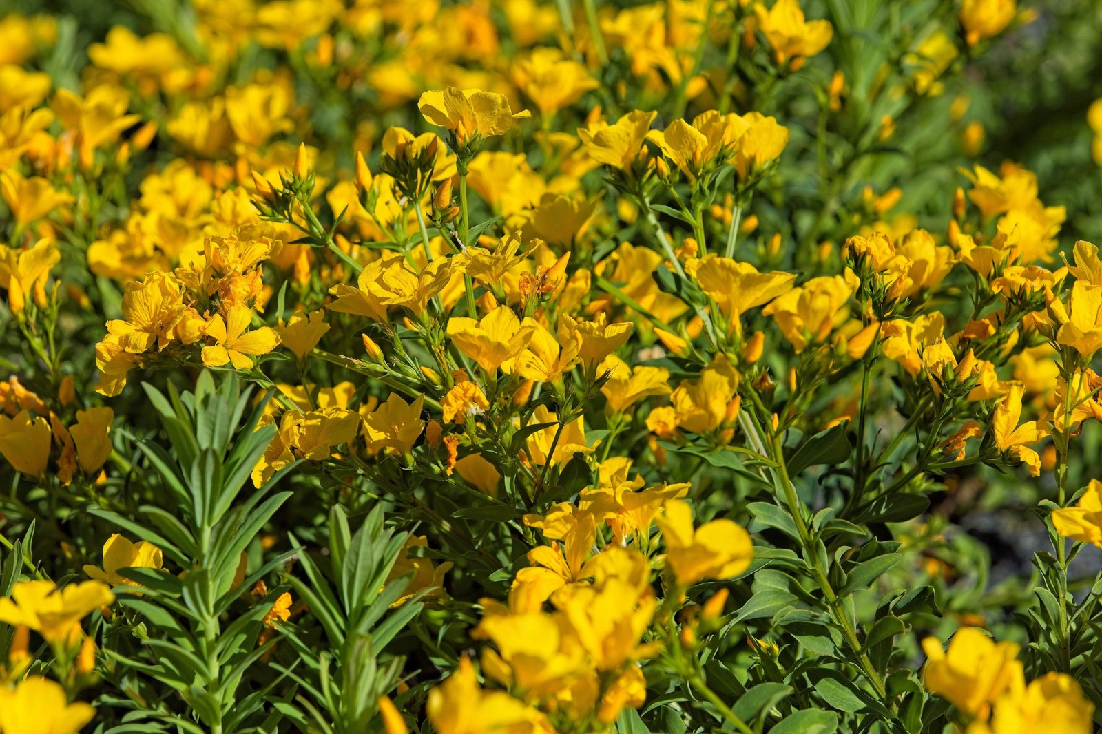 500 Organic GOLDEN FLAX Yellow Linseed Common Linum Flavum Flower Seeds