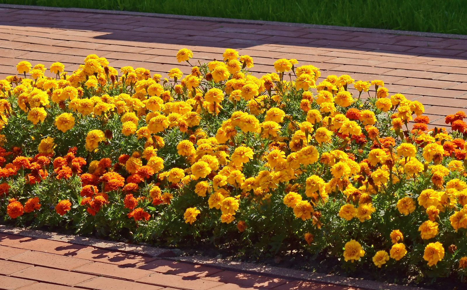 Yellow Brocade French Marigold Seeds – For 2025 Planting Dwarf Tagetes Patulas