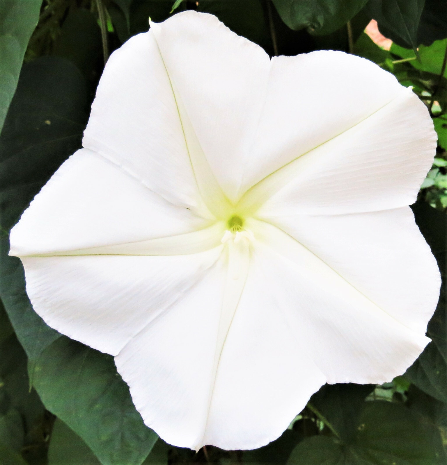 Moonflower Seeds | Giant Tropical White Morning Glory Vine Moon Flower Seed 2023
