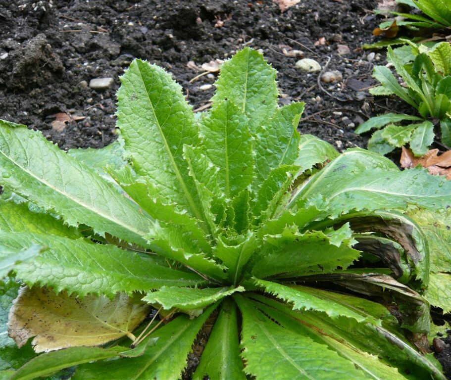 True Wild Lettuce Seeds – Lactuca virosa –