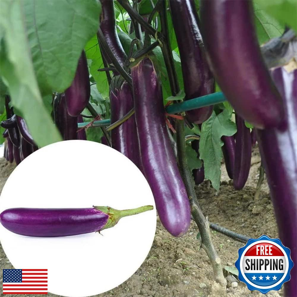 300 Pcs Eggplant Seeds for Planting