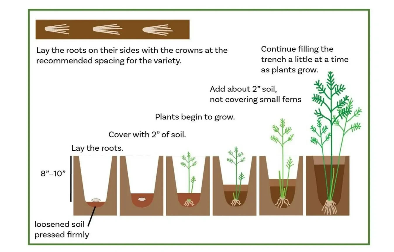 24 Asparagus Crowns “Purple Passion” 2 Yrs(Pack of 24 Bare Root Plants)Zone 3-8