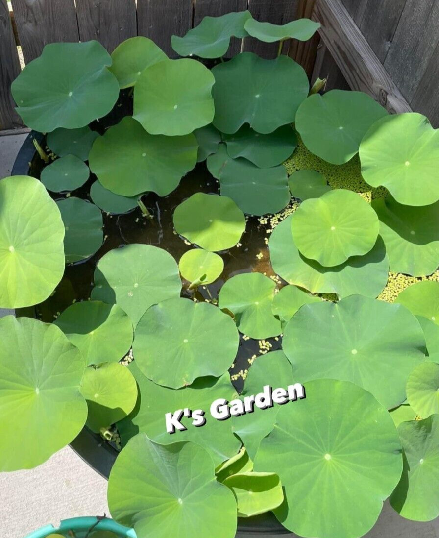 WHITE ROYAL LOTUS SEEDS – SEN CUNG ĐÌNH (5 PCS) |90% GERMINATION|