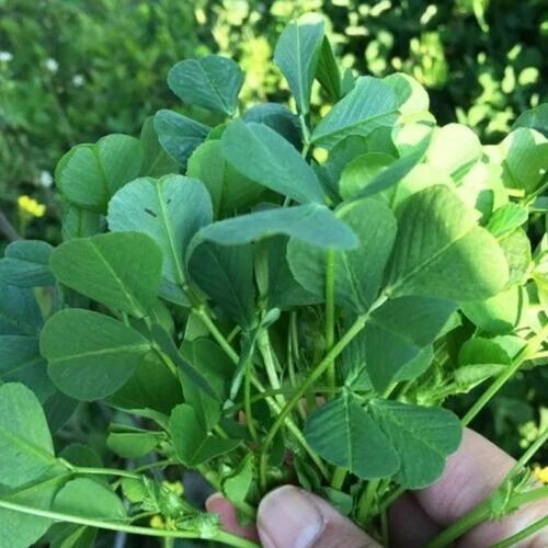 400+ Organic Medicago Hispida Seeds Shanghai Alfalfa 上海草头菜金花菜种子2026