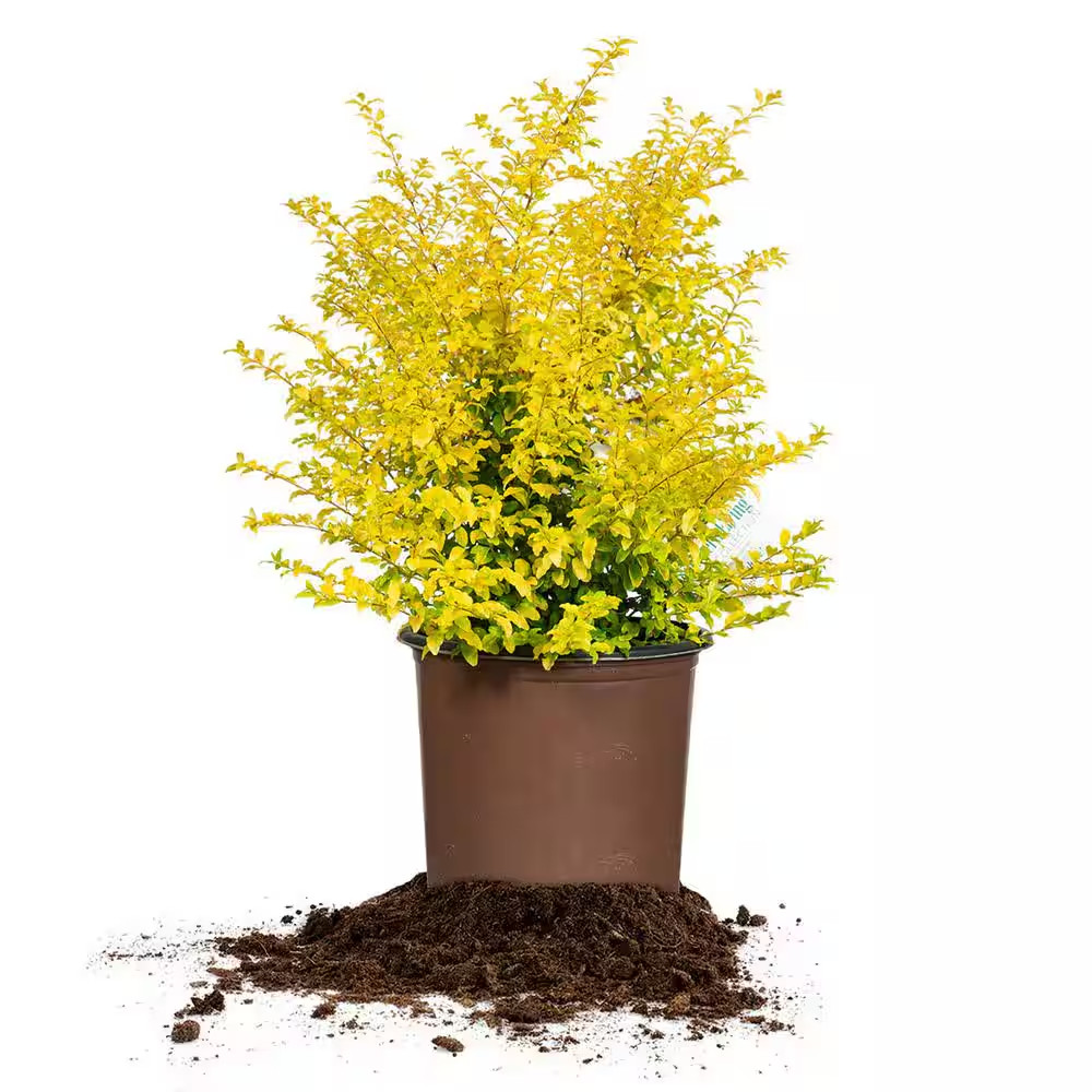 Sunshine Ligustrum in 3 Gal. Grower’S Pot, Beautiful Unique Foliage