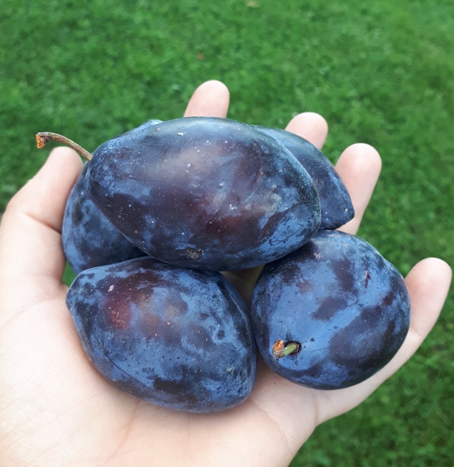 Italian Plum 3-4 ft tall grafted plant, Potted
