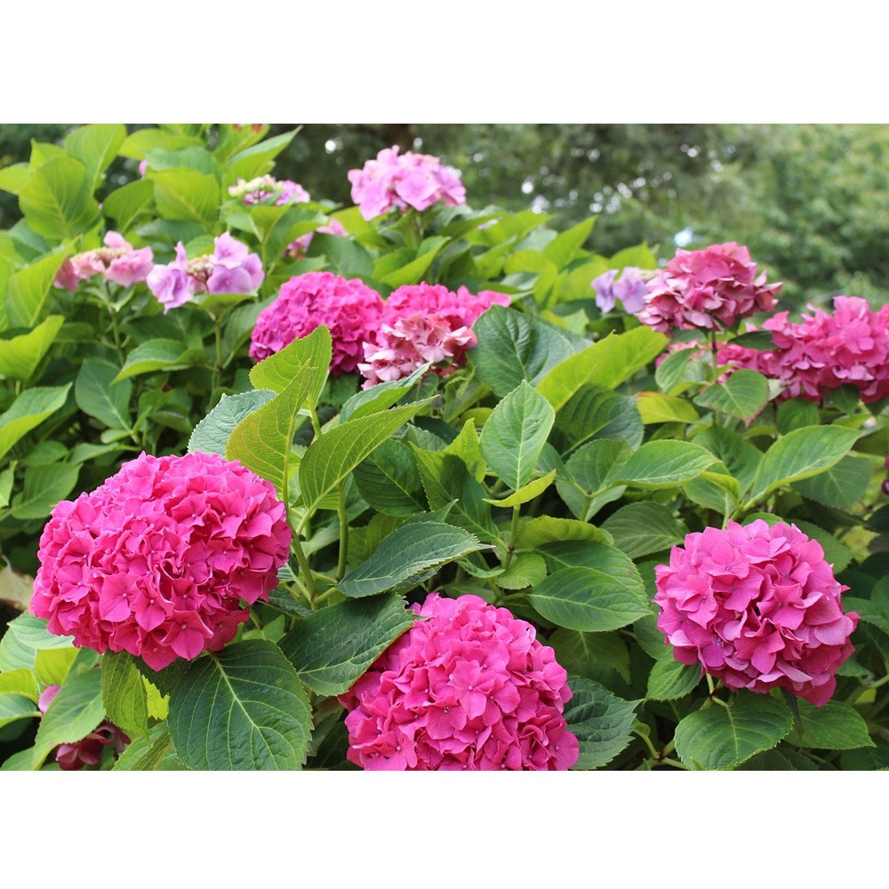 Hydrangea Seeds Mixed 15 Seeds Free Shipping!