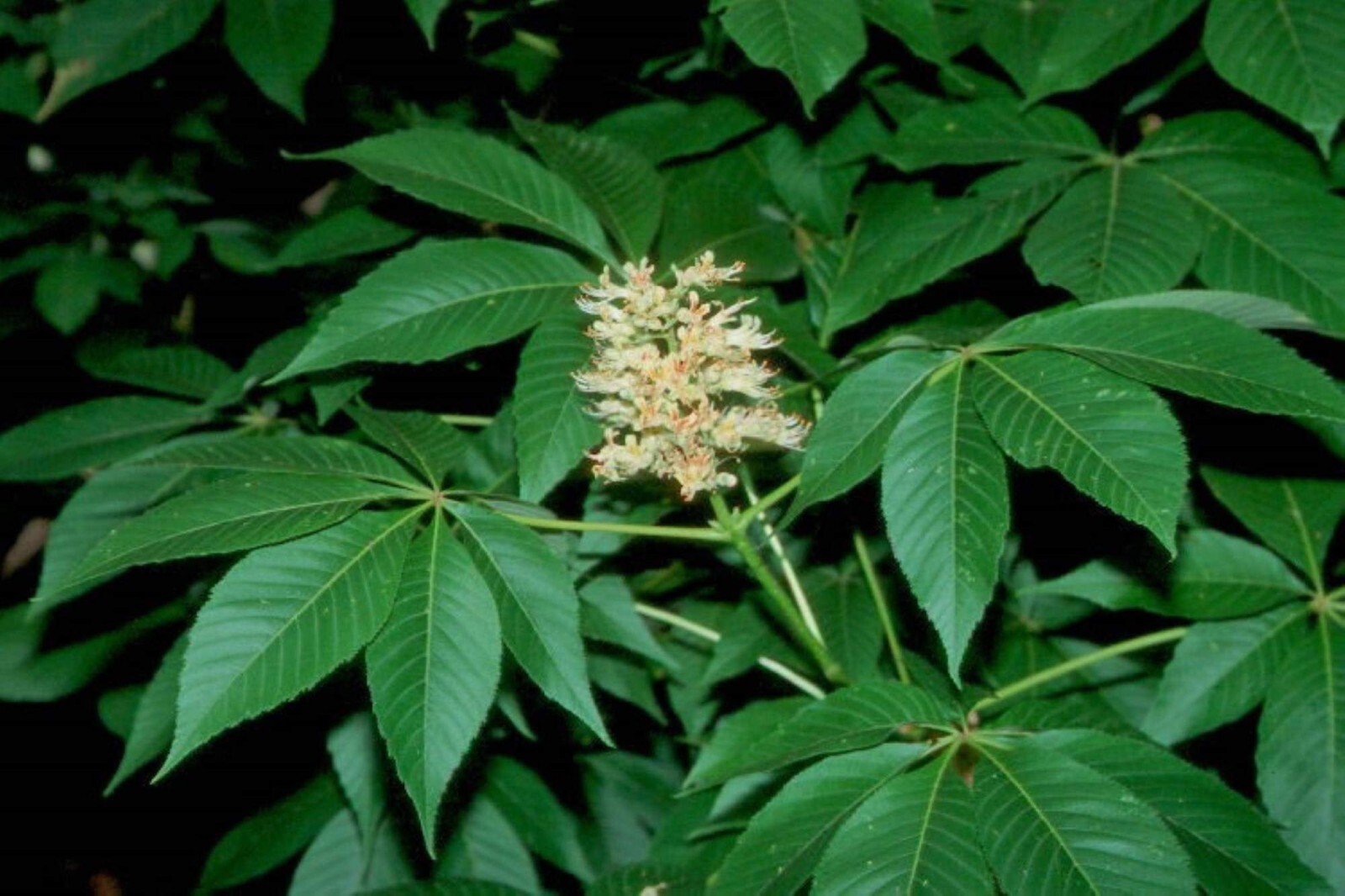 6-12” tall Ohio Buckeye (Aesculus glabra) 1-2 year old tree, bare root plant
