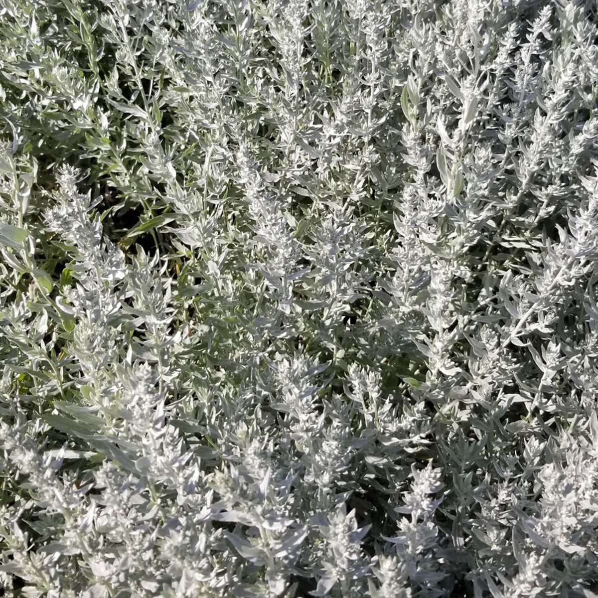 Prairie Sage Seeds. 200 Seeds. Medicinal, Great for Smudging. Free Shipping!