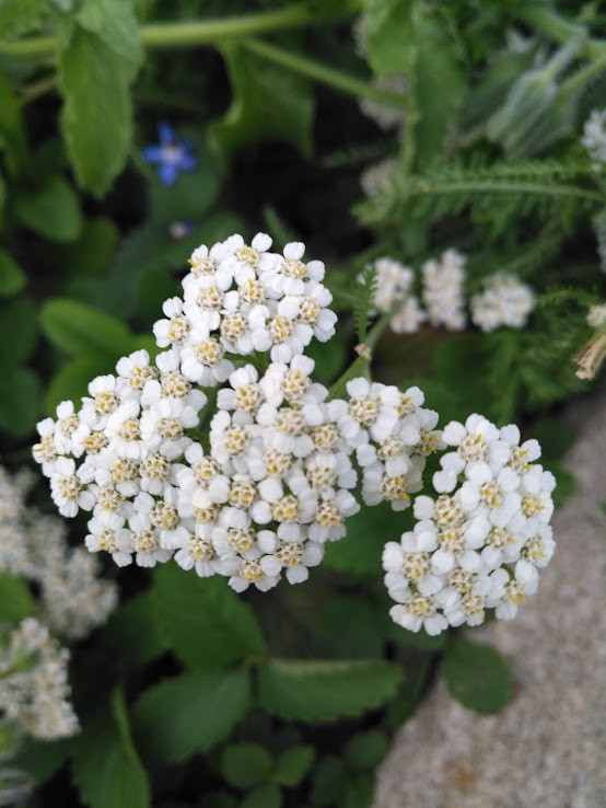 1000 White Common Yarrow Herb Seeds, Achillea millefolium Good for Lawn & Turf
