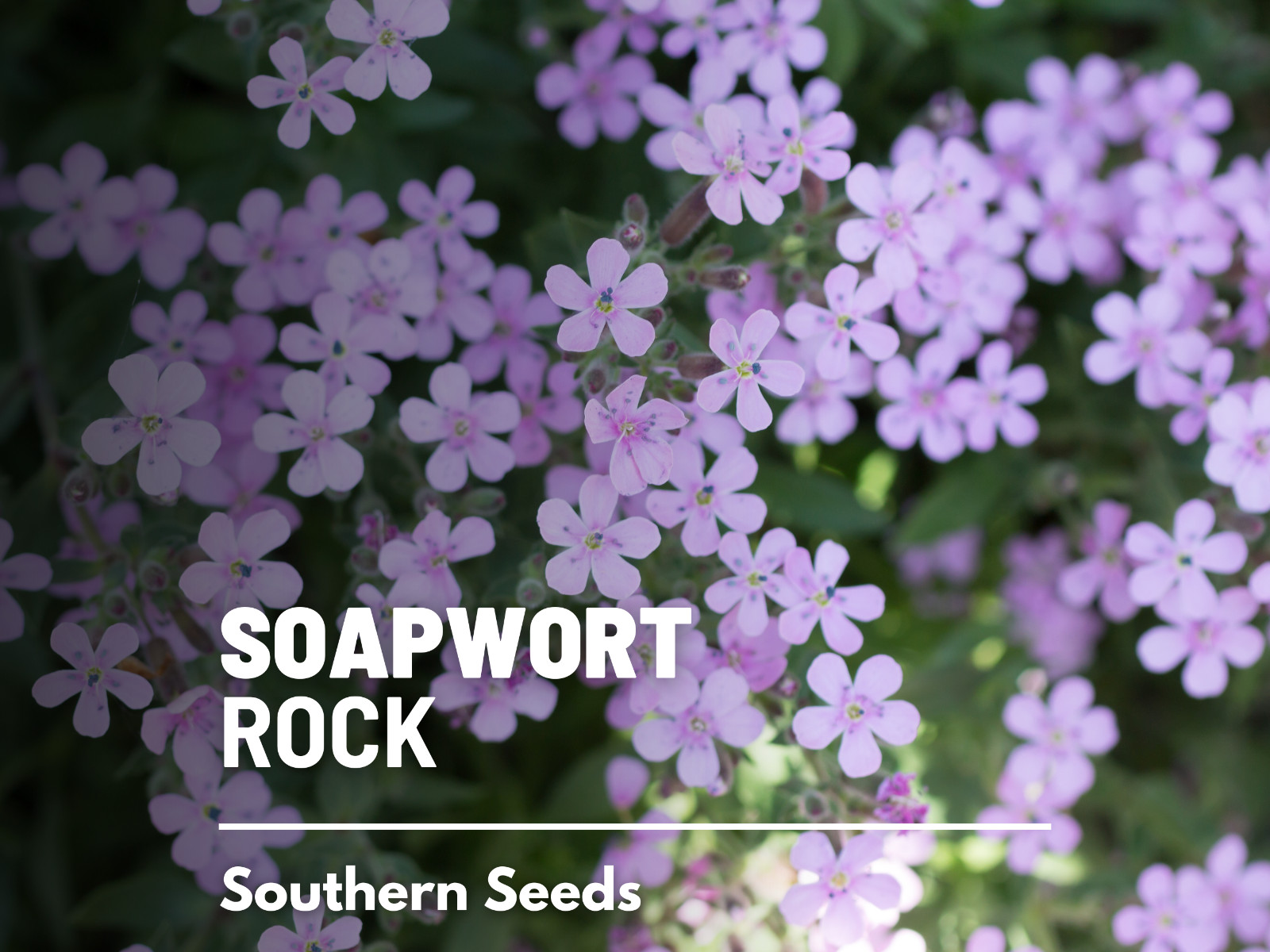 Soapwort, Rock – Heirloom Seeds – Easy to Grow – Medicinal Herb – Non-GMO (Sapon