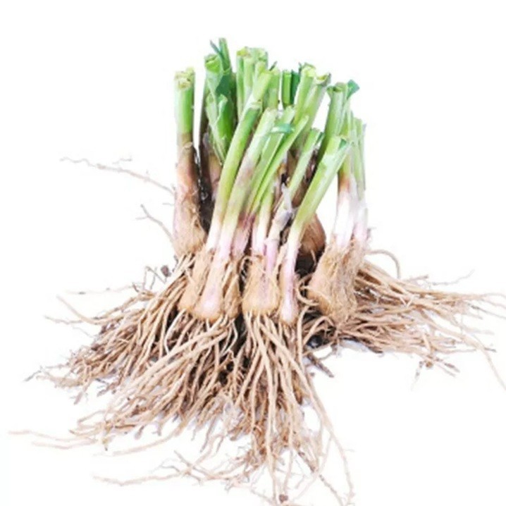 25 Organics Garlic Chive Live Plants Bare Roots Hardy Perennial Herb Jiu Cai USA