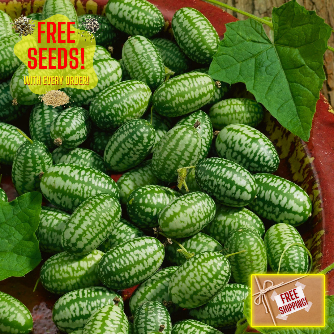 Fresh Mexican Sour Gherkin Seeds | Mouse Melon | Heirloom Non-GMO | Vegetables