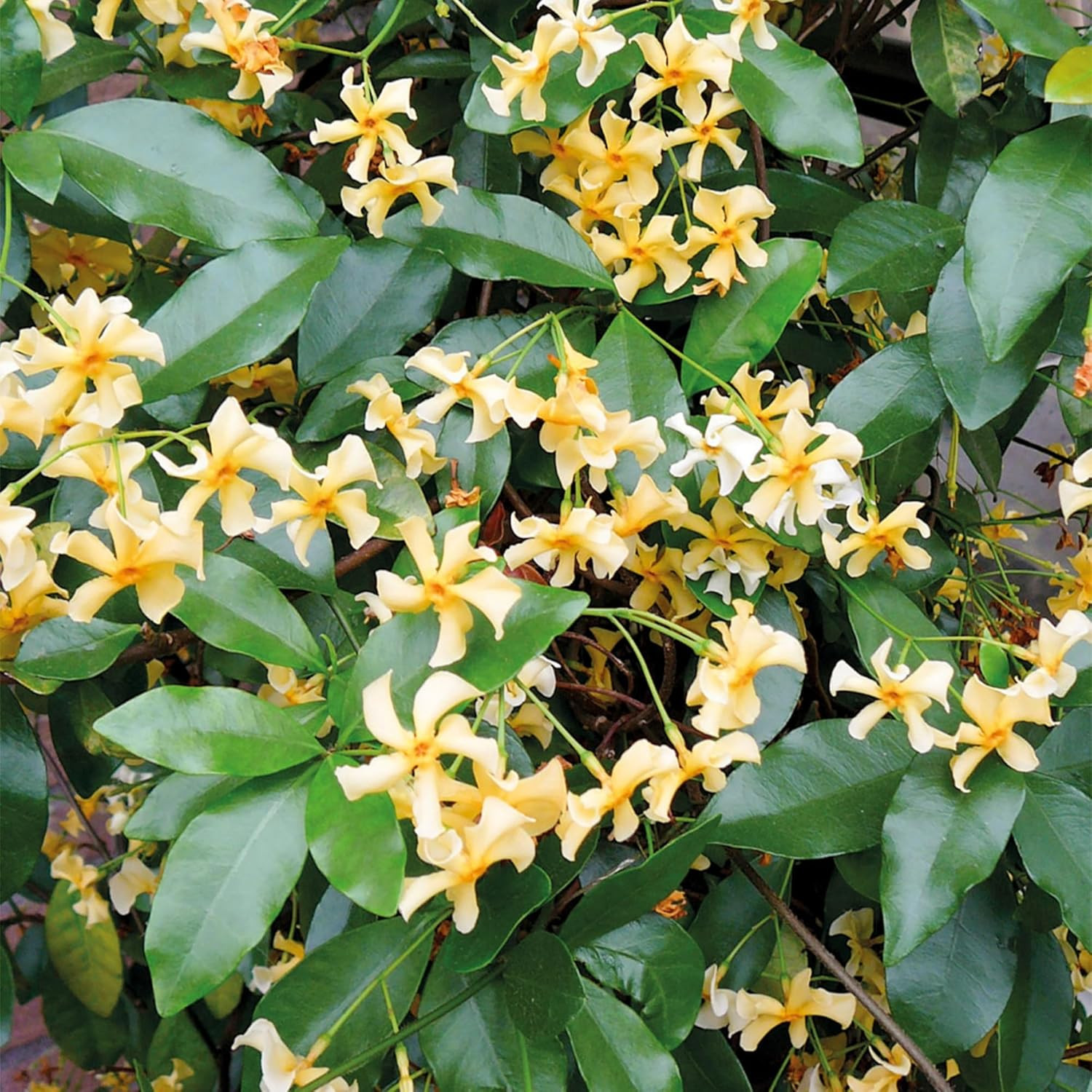 200+ Mixed Star Jasmine Flower Seeds — Non-GMO Climbing Jasmine Seeds Fragrant