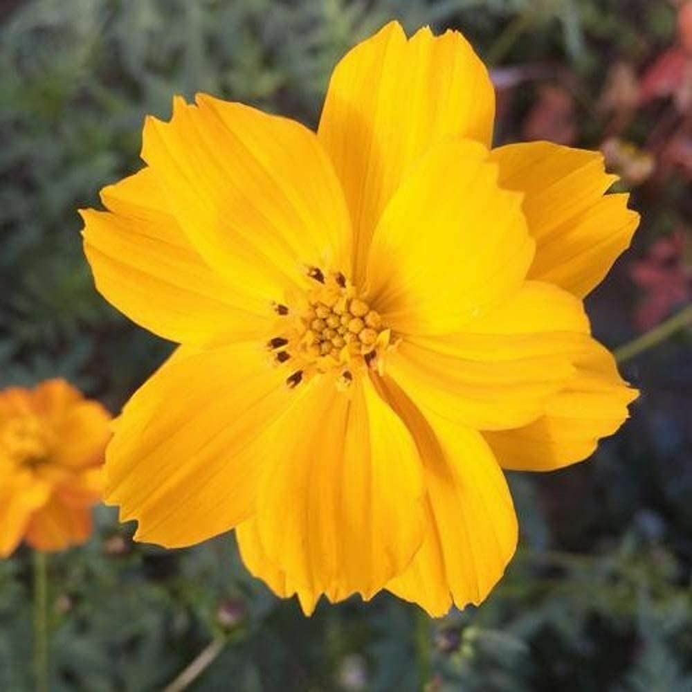 Cosmos Seeds, Bright Lights Cosmos Flower Seeds, “COOL BEANS N SPROUTS” Brand.