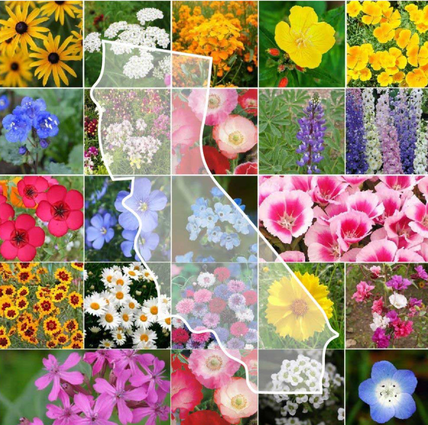 CALIFORNIA Wildflower Mix Perennials & Annuals USA Non-GMO 23 Species 1000 Seeds