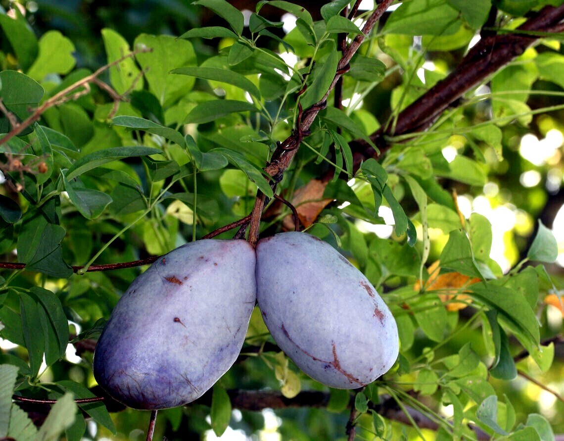 CHOCOLATE VINE SEEDS “3-LEAF” (A. trifoliata) Hardy Fruit Flower Climber Plant