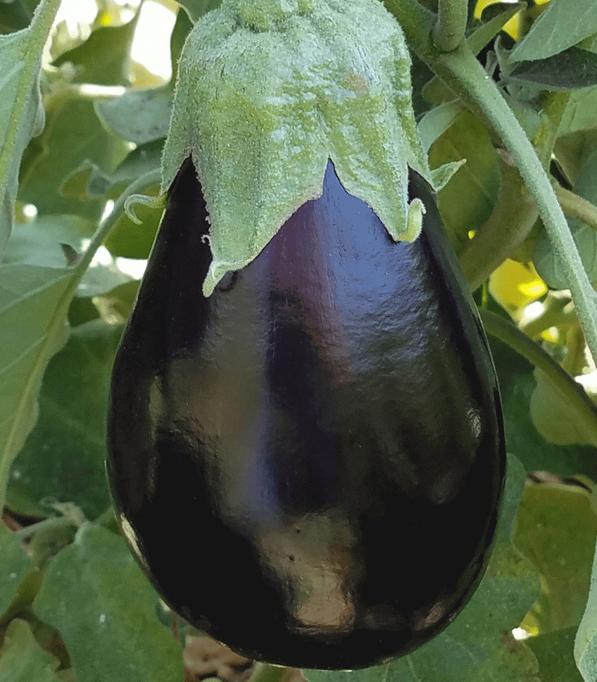 BLACK BEAUTY EGGPLANT SEEDS 100+ Vegetable GARDEN culinary COOKING FREE SHIPPING