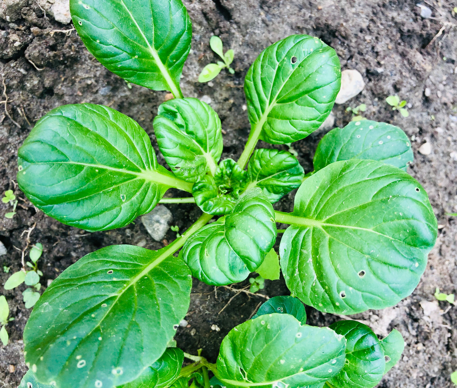 500 Heirloom Tatsoi Brassica rapa Asian Green Seeds – Bok Choy, Spinach Mustard